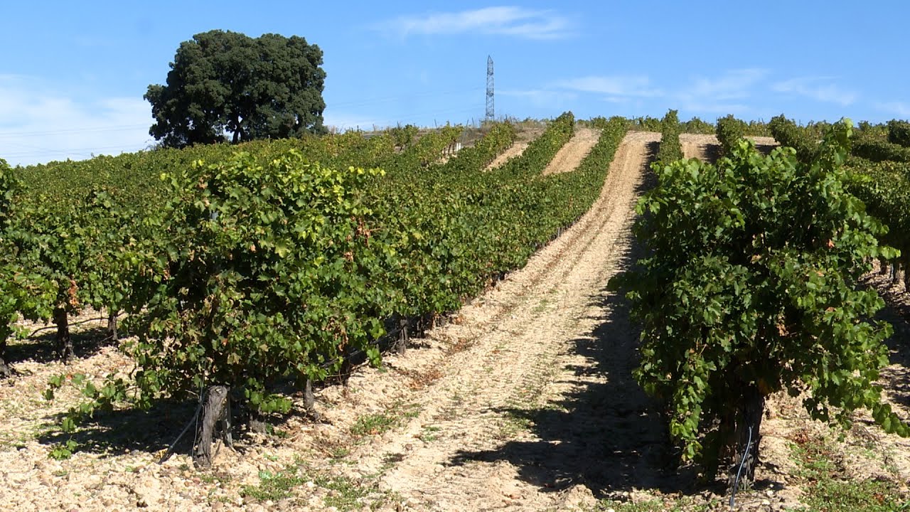 Vino-y-Historia-La-Ruta-del-Vino-de-Rueda-en-Valladolid - León Digital