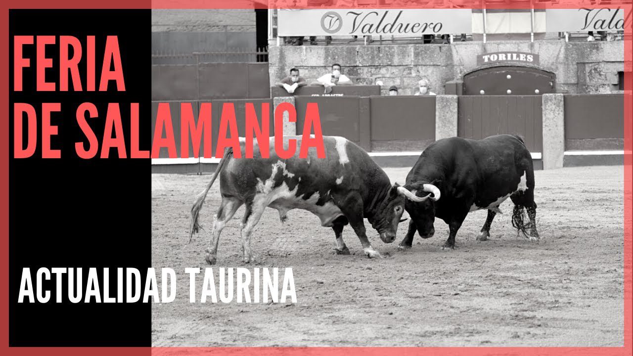 De-Toros-y-Tradicion-La-Feria-Taurina-de-Salamanca - León Digital