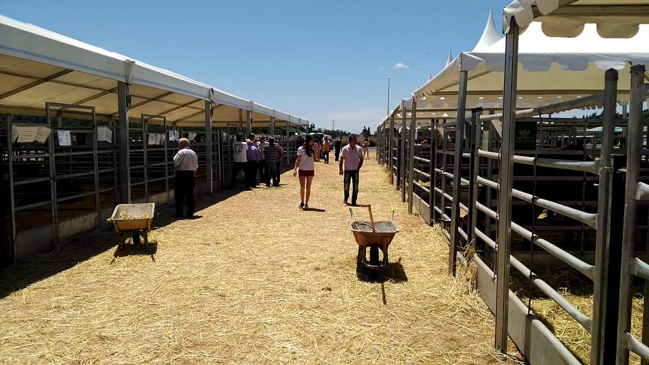 El-Encanto-de-las-Ferias-Ganaderas-en-Zamora - León Digital