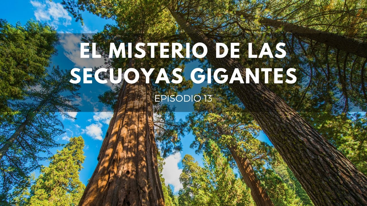 Las-Leyendas-del-Bosque-de-las-Secuoyas-en-Leon - León Digital