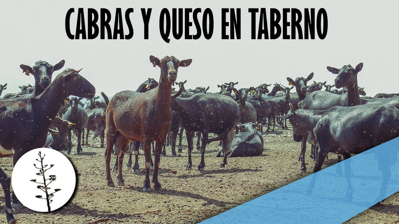 Conoce-Taberno - León Digital