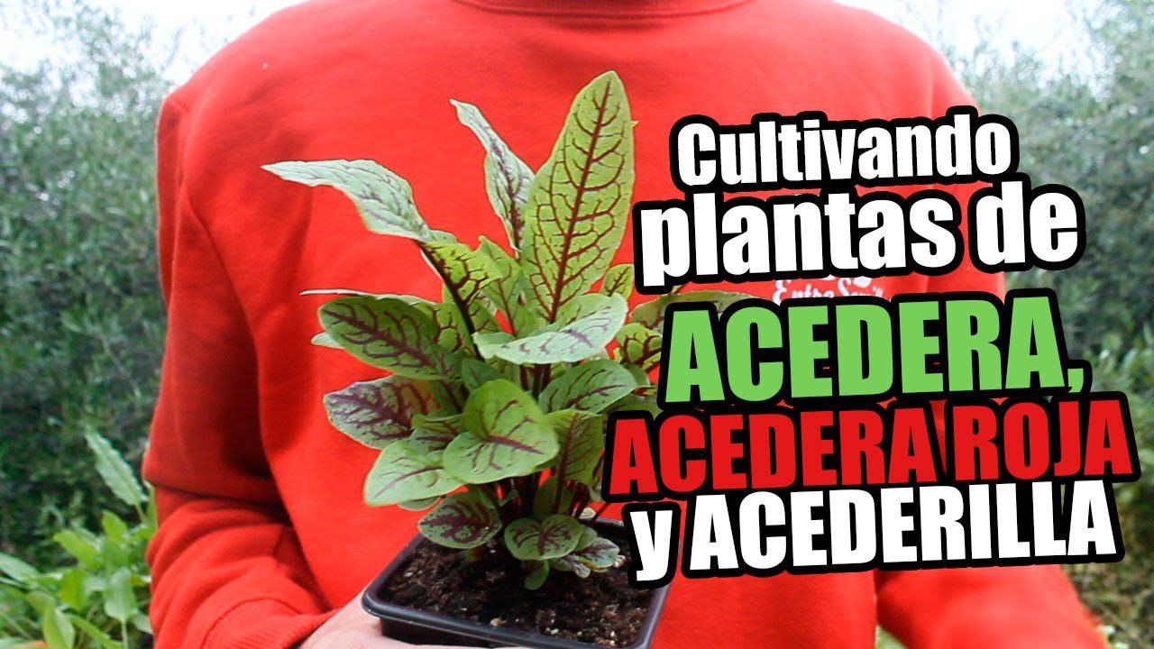 Conoce-Acedera - León Digital Conoce Acedera