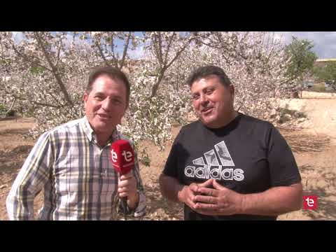 La Fiesta de la Almendra en Elche de la Sierra: Tradición y Agricultura