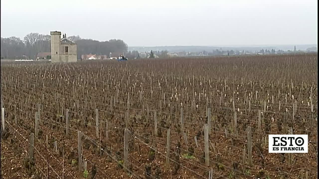 El Festival del Vino en Borba: Tradición y Sabor