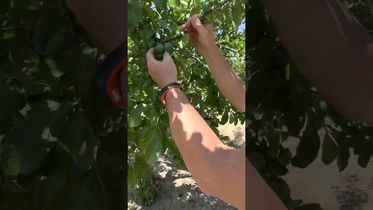 Conoce Siruela