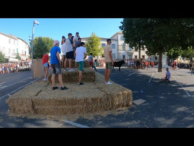 La-Feria-de-los-Pastores-en-Saint-Remy-de-Provence-Tradicion-y-Ganaderia - León Digital La Feria de los Pastores en Saint-Rémy-de-Provence: Tradición y Ganadería