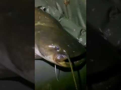 Tradiciones de pesca en los pueblos a orillas del Pisuerga